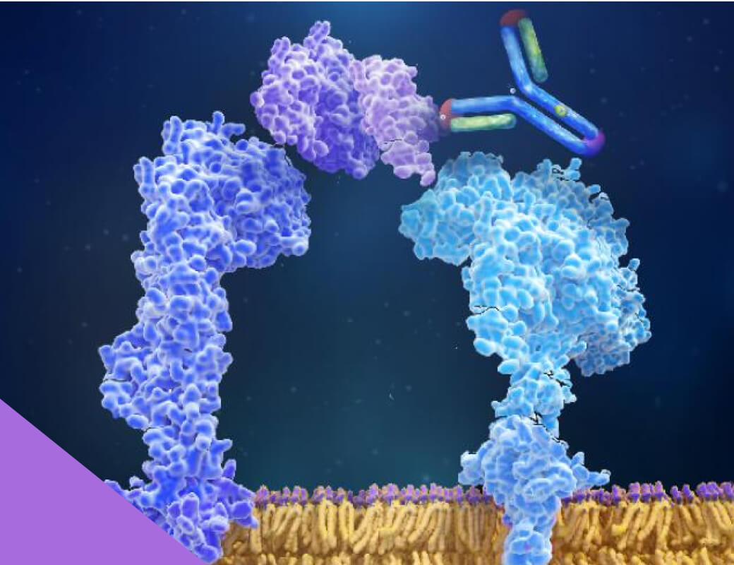 Image of a Selective IL-23 p19 inhibitor